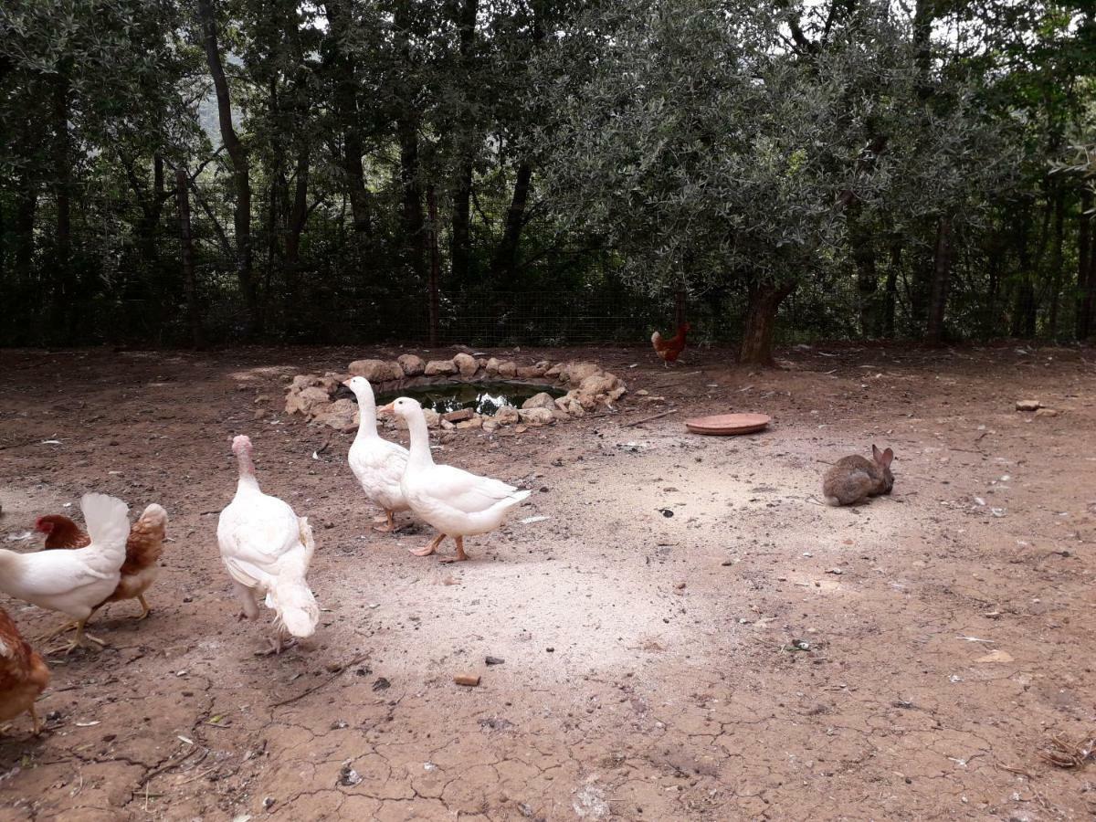 Santa Restituta Alle Preci Country House מראה חיצוני תמונה